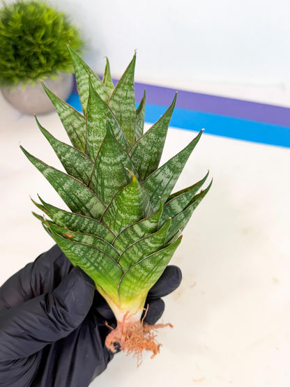 Sansevieria Dragon Scale (ca3) (r) | Rare Imported