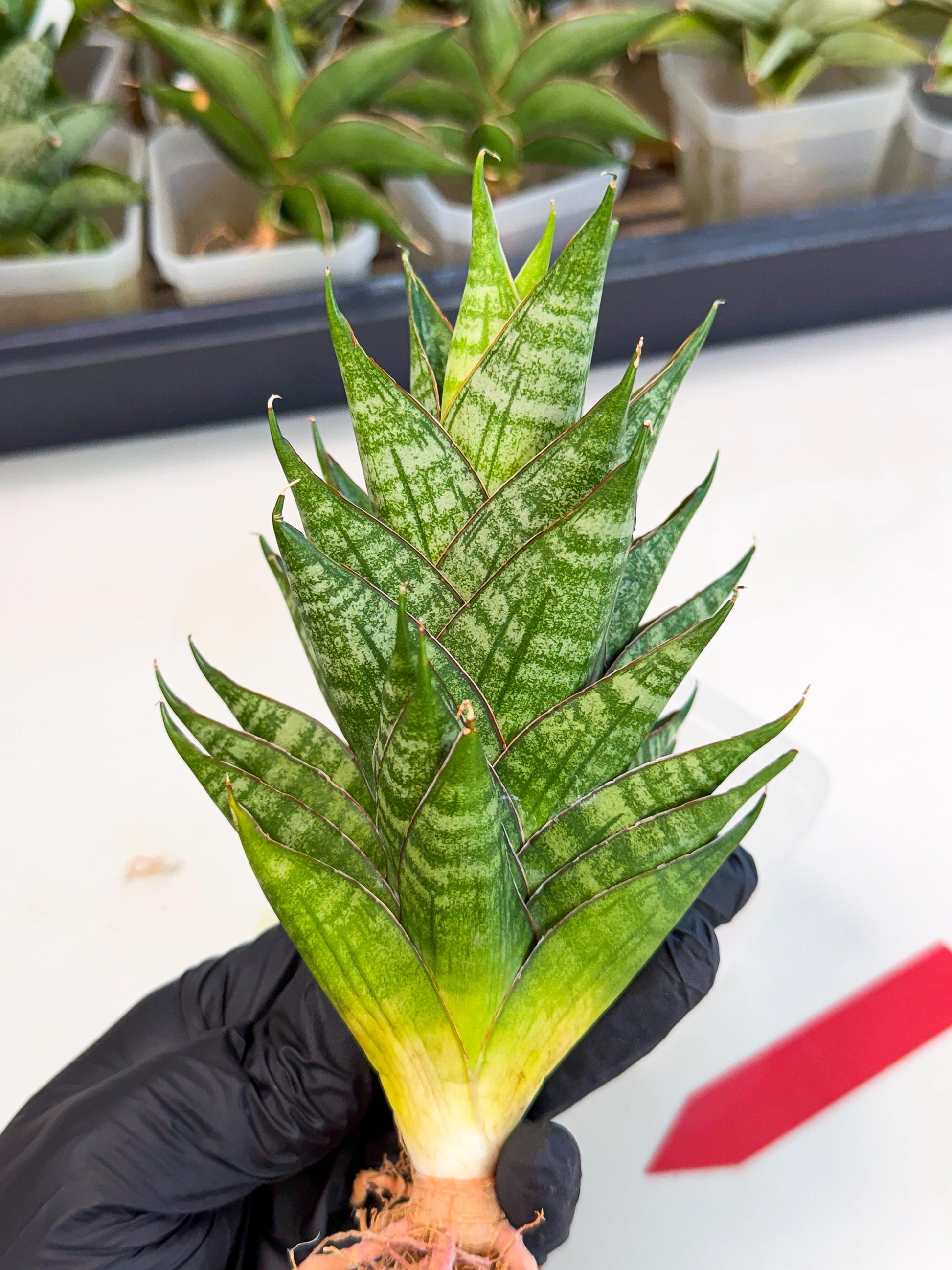 Sansevieria Dragon Scale (ca3) (r) | Rare Imported