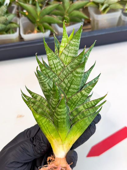 Sansevieria Dragon Scale (ca3) (r) | Rare Imported
