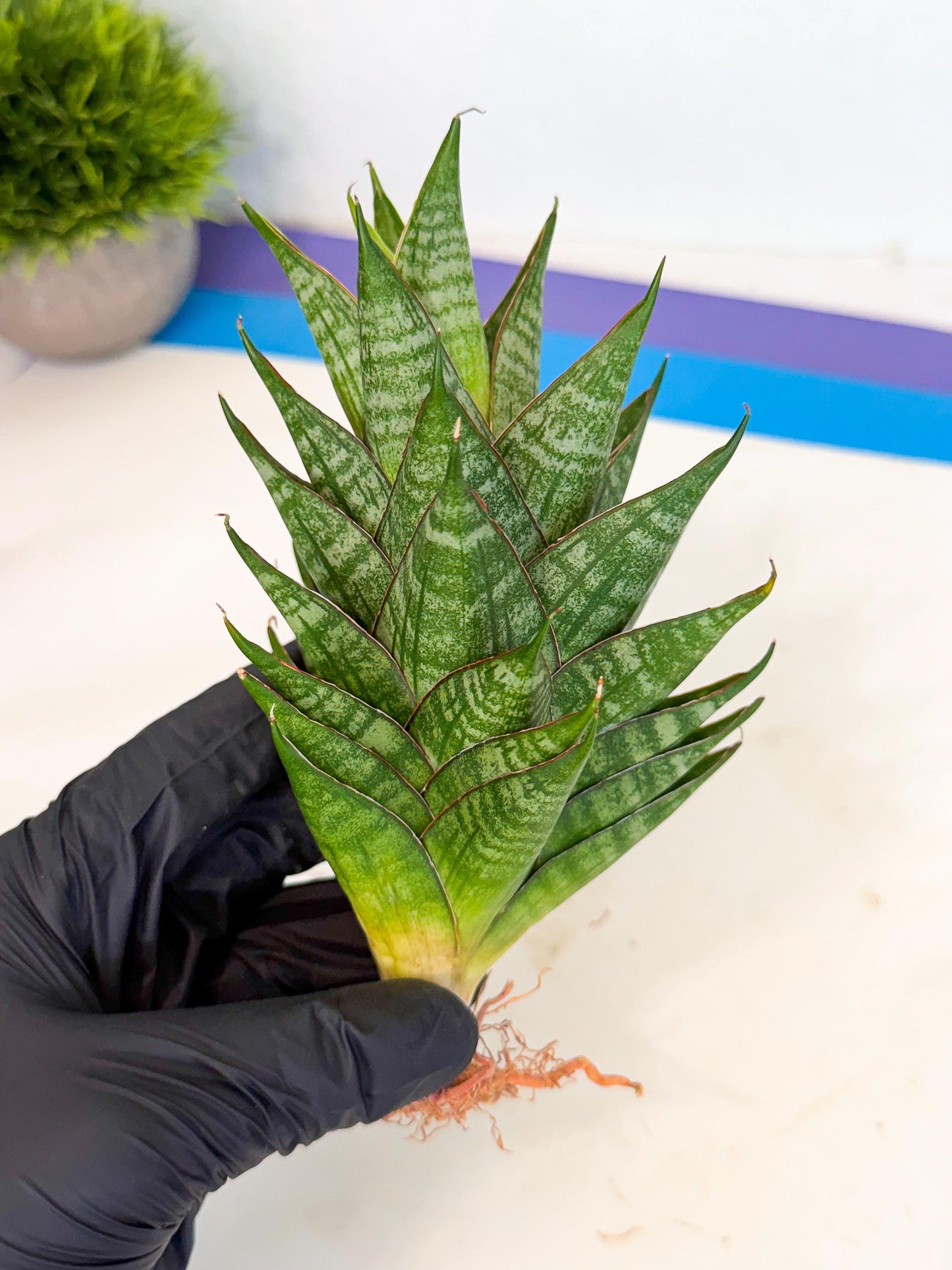 Sansevieria Dragon Scale (ca3) (r) | Rare Imported