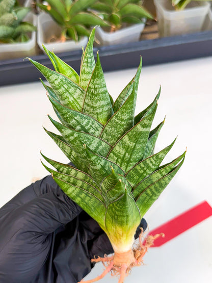 Sansevieria Dragon Scale (ca3) (r) | Rare Imported