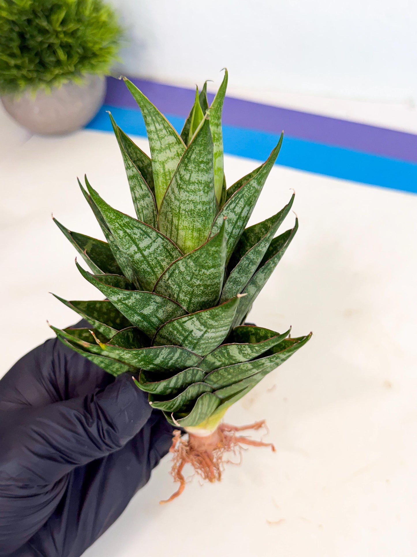 Sansevieria Dragon Scale (ca3) (r) | Rare Imported