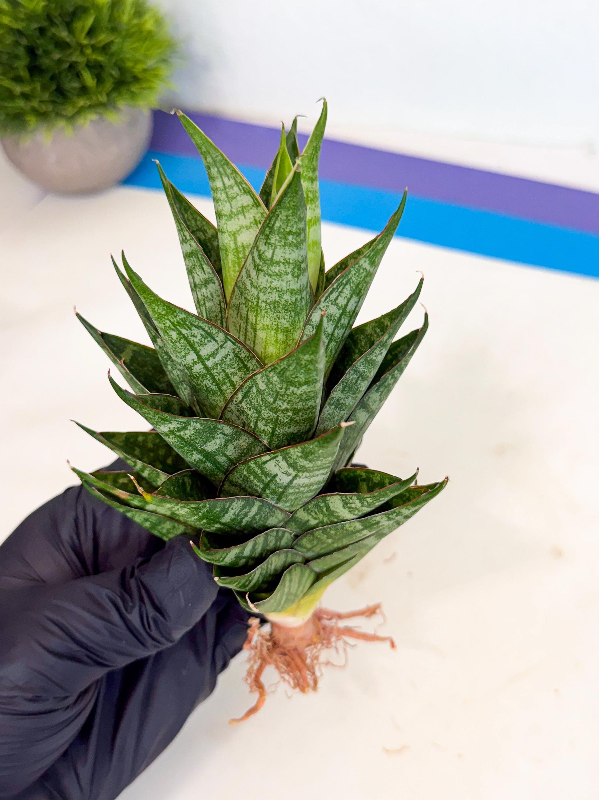Sansevieria Dragon Scale (ca3) (r) | Rare Imported