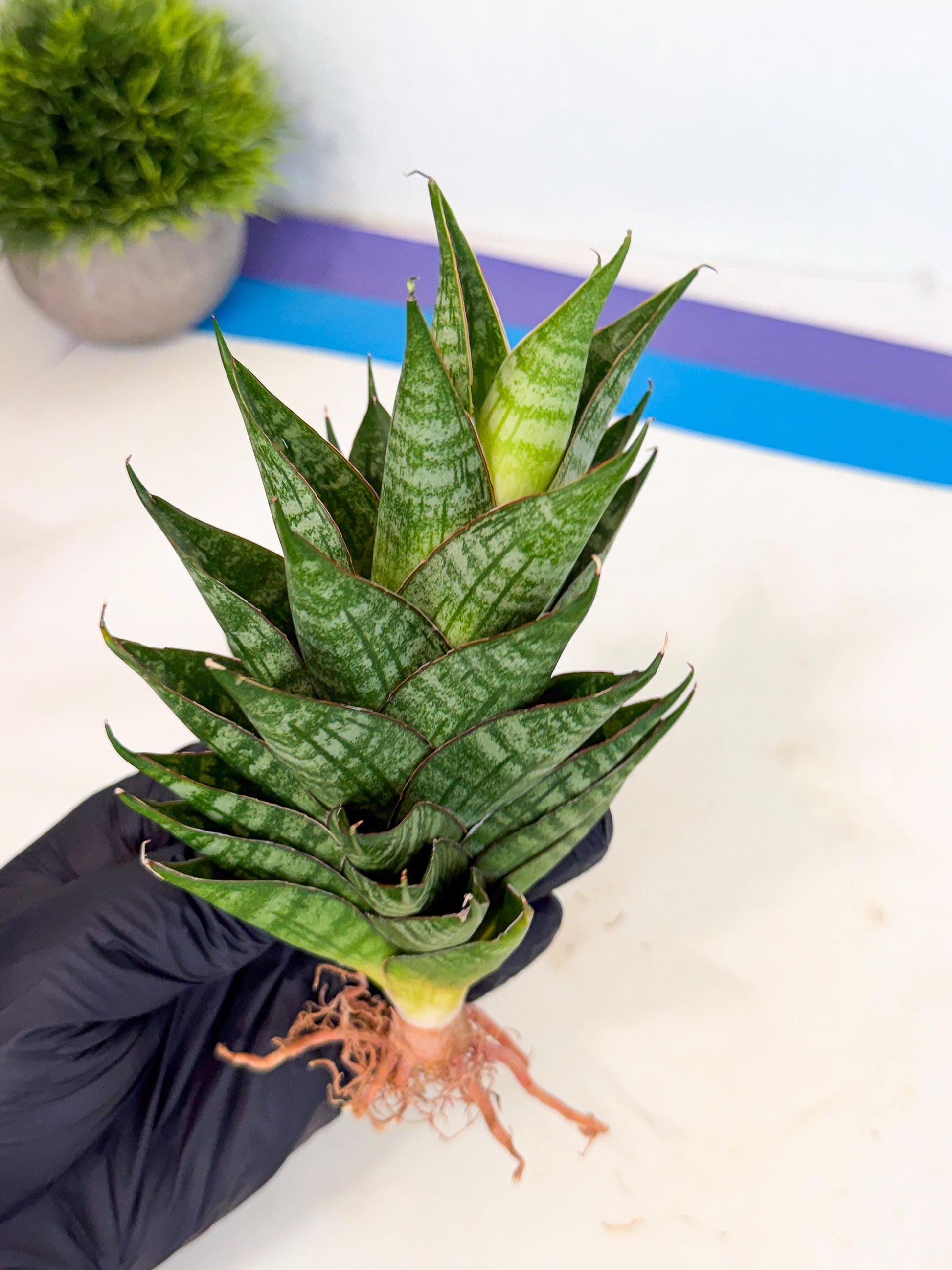 Sansevieria Dragon Scale (ca3) (r) | Rare Imported