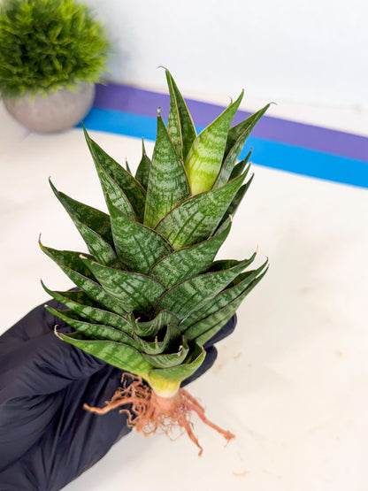 Sansevieria Dragon Scale (ca3) (r) | Rare Imported