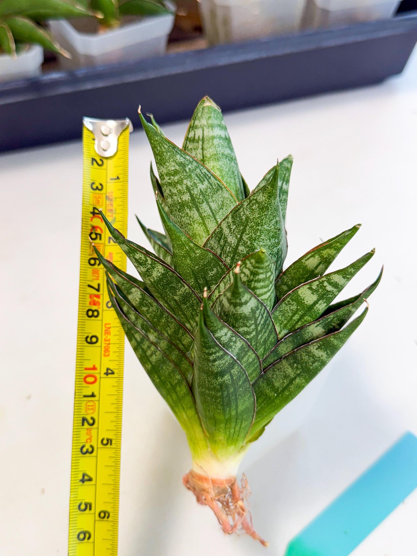 Sansevieria Dragon Scale (ca3) (g) | Rare Imported