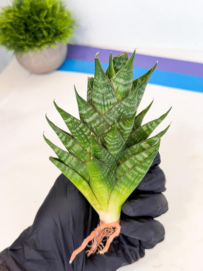 Sansevieria Dragon Scale (ca3) (g) | Rare Imported