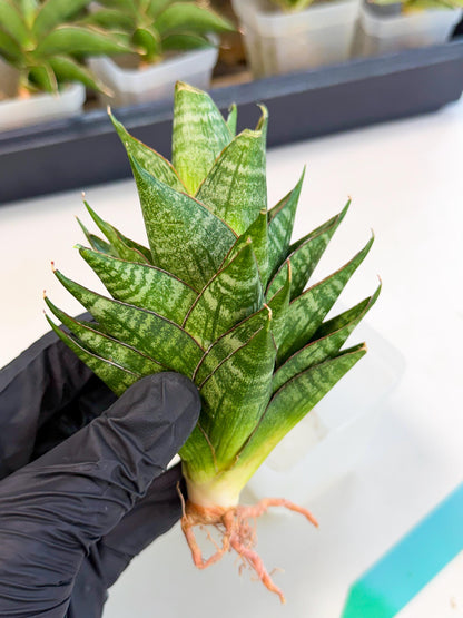 Sansevieria Dragon Scale (ca3) (g) | Rare Imported