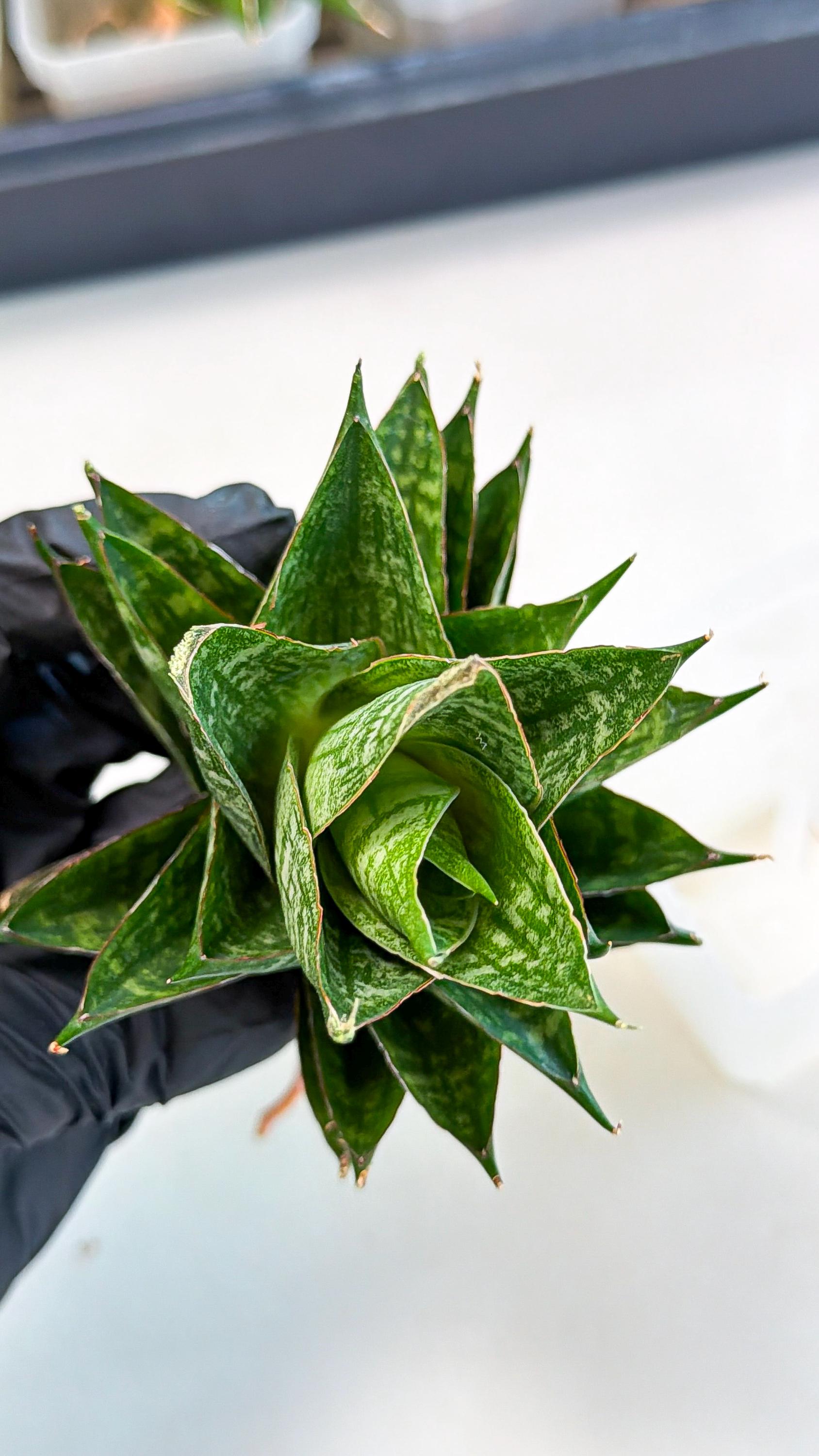 Sansevieria Dragon Scale (ca3) (g) | Rare Imported