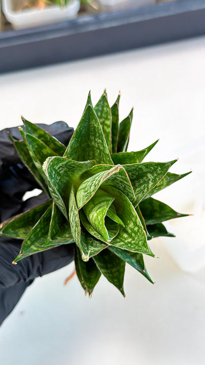 Sansevieria Dragon Scale (ca3) (g) | Rare Imported