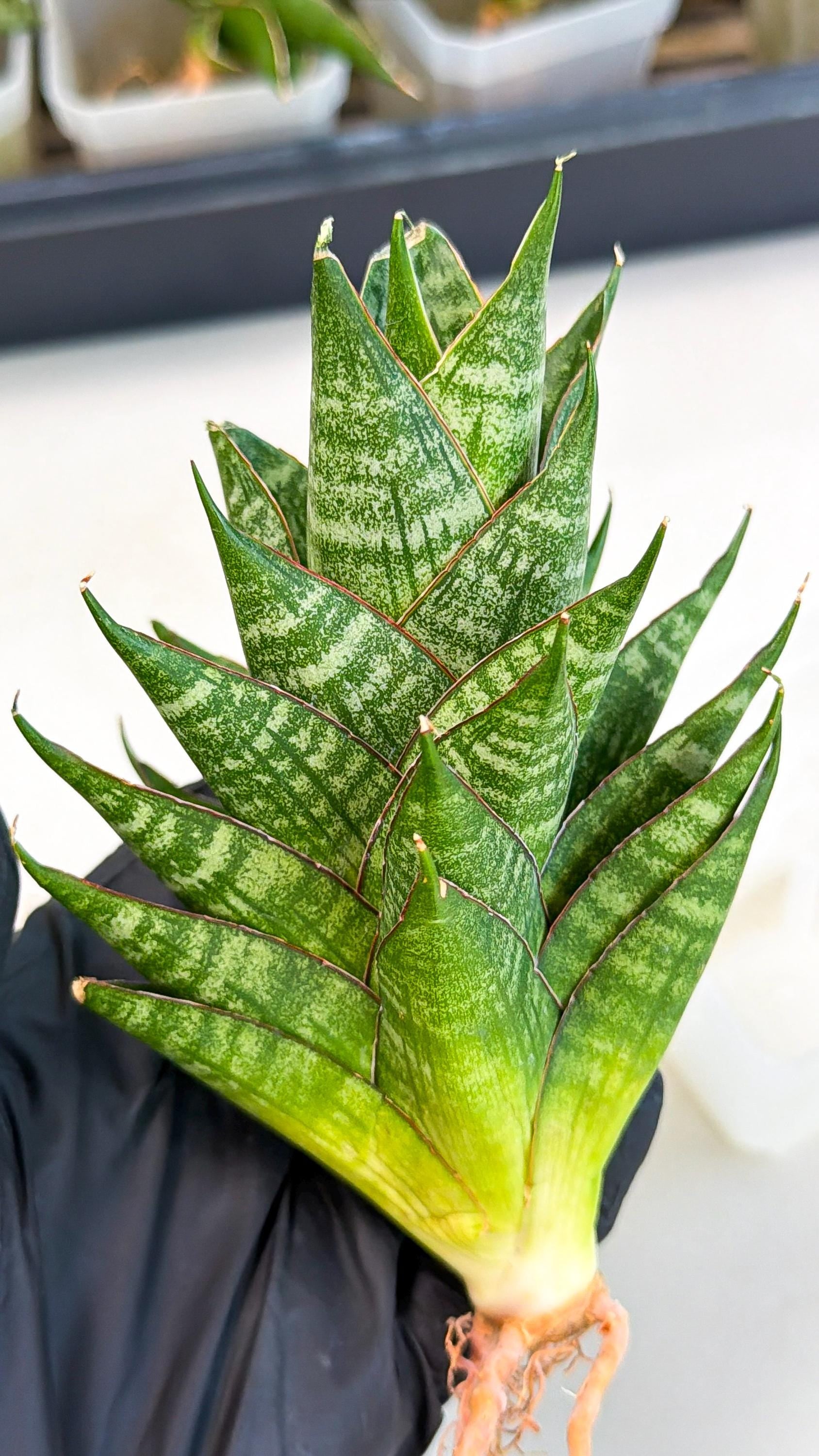 Sansevieria Dragon Scale (ca3) (g) | Rare Imported