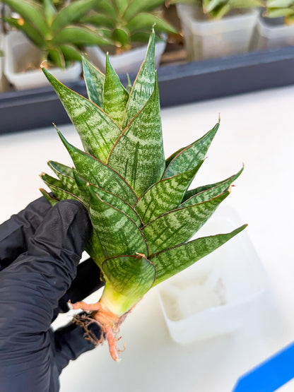 Sansevieria Dragon Scale (ca3) (b) | Rare Imported