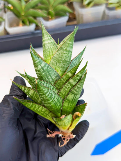 Sansevieria Dragon Scale (ca3) (b) | Rare Imported