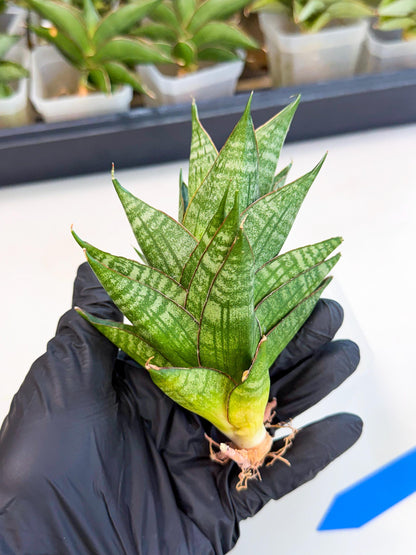Sansevieria Dragon Scale (ca3) (b) | Rare Imported