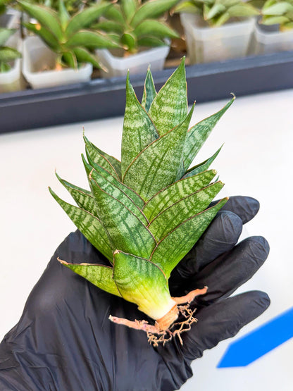 Sansevieria Dragon Scale (ca3) (b) | Rare Imported