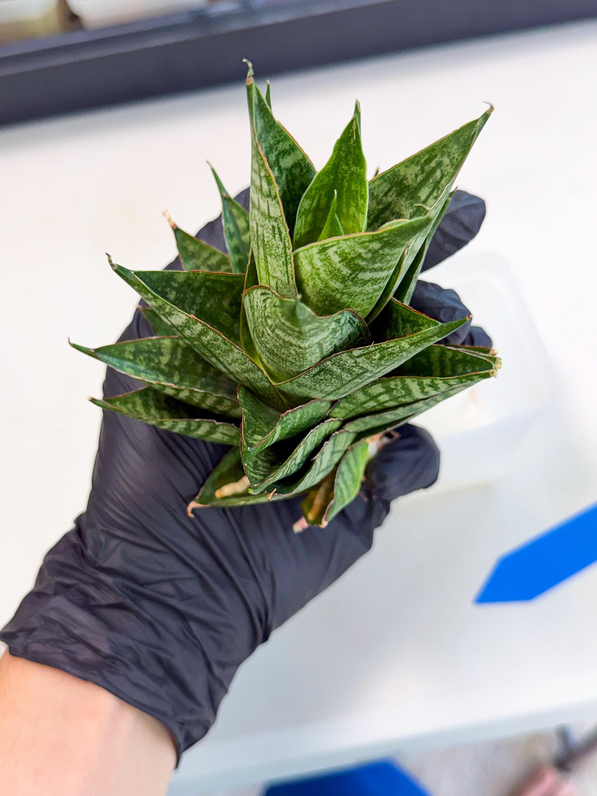 Sansevieria Dragon Scale (ca3) (b) | Rare Imported