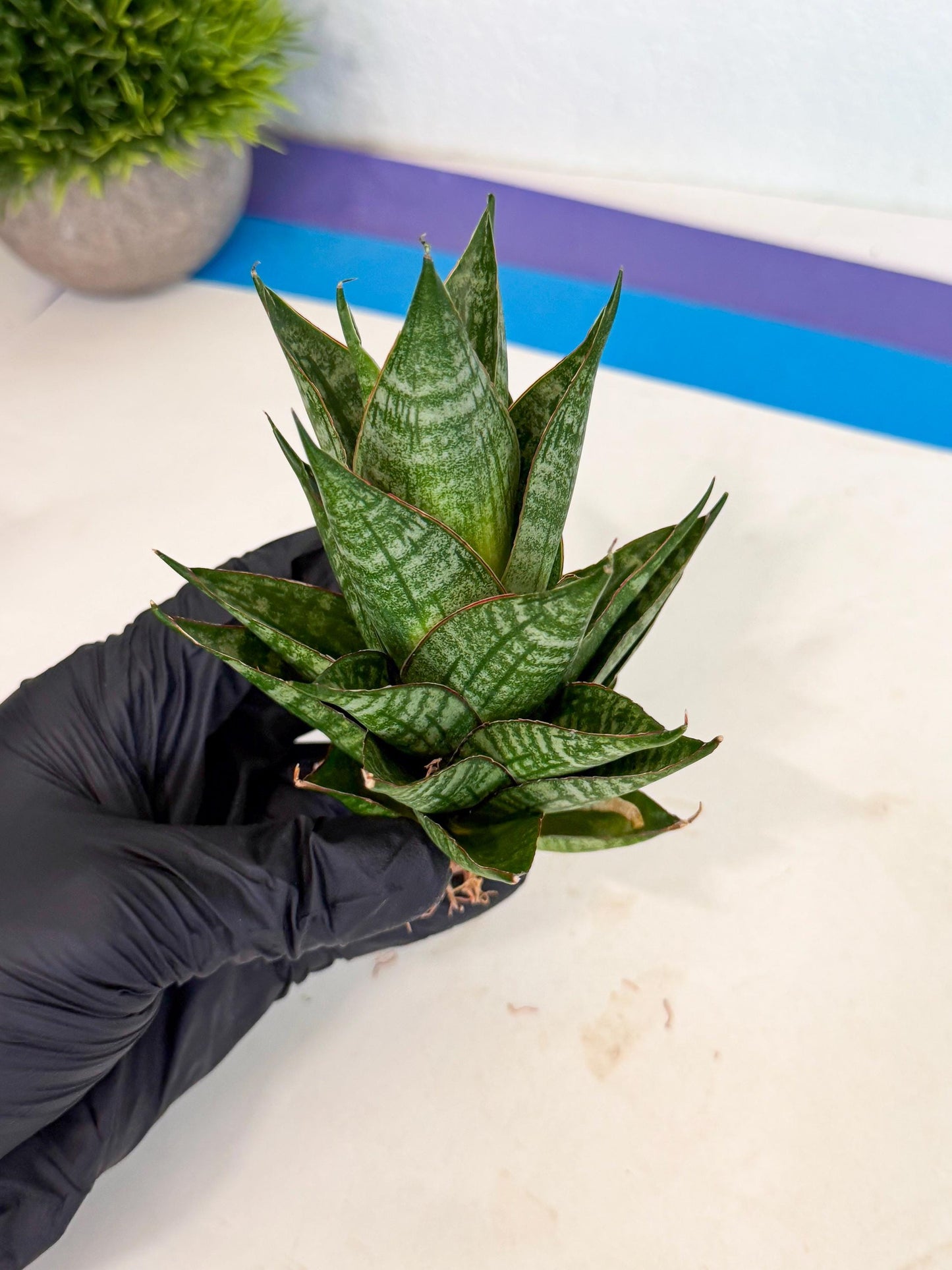 Sansevieria Dragon Scale (ca3) (b) | Rare Imported