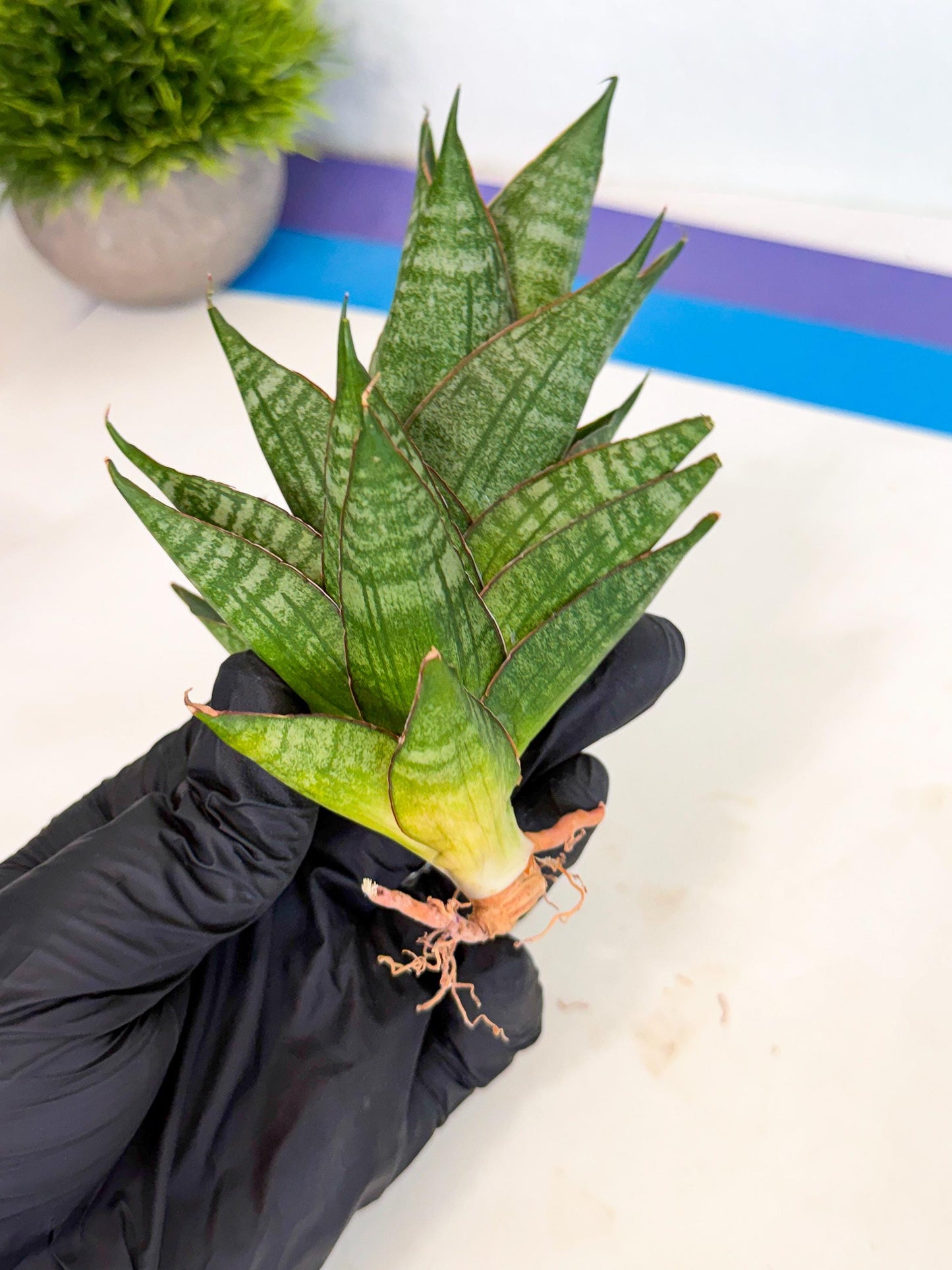 Sansevieria Dragon Scale (ca3) (b) | Rare Imported