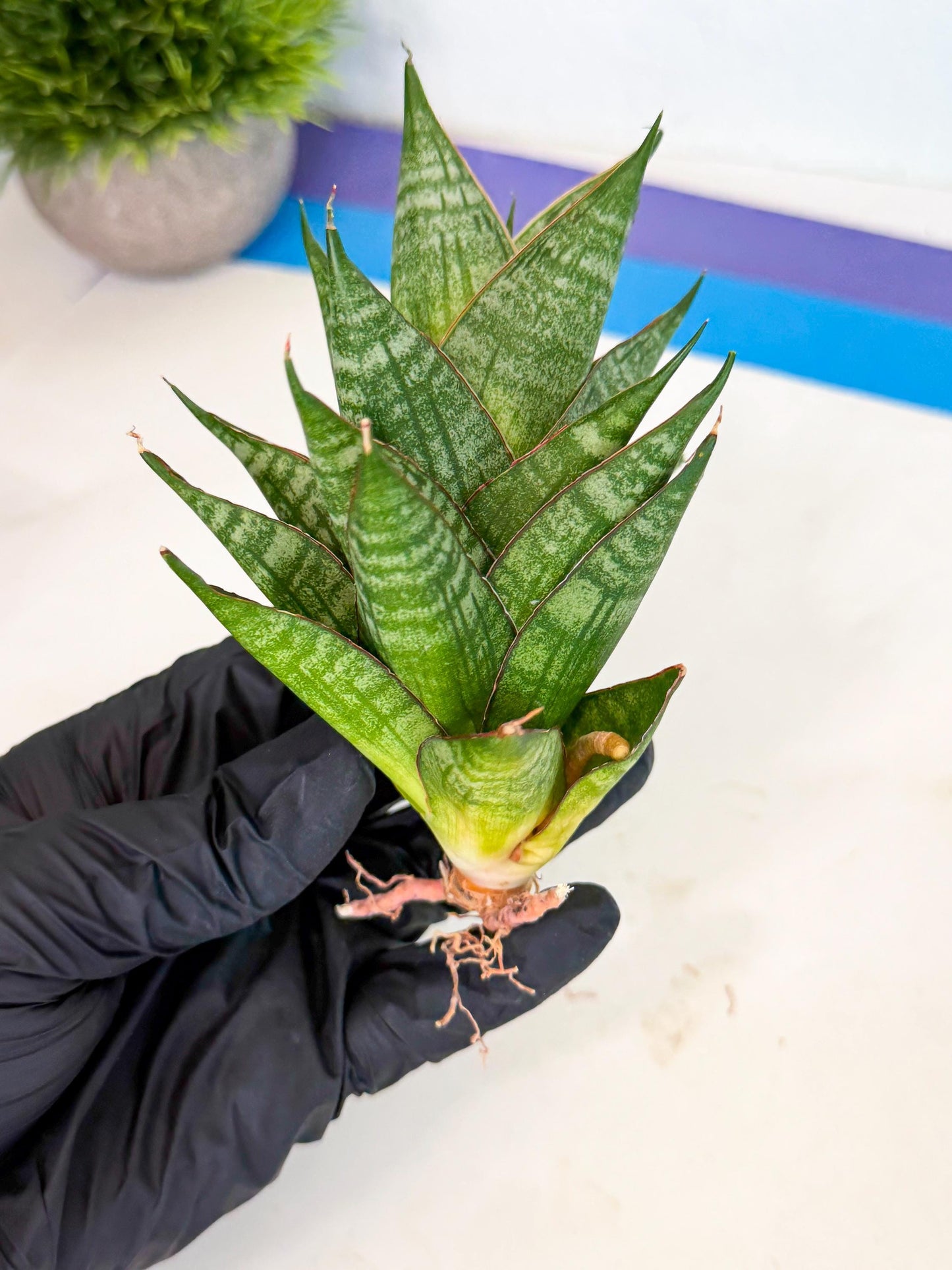 Sansevieria Dragon Scale (ca3) (b) | Rare Imported