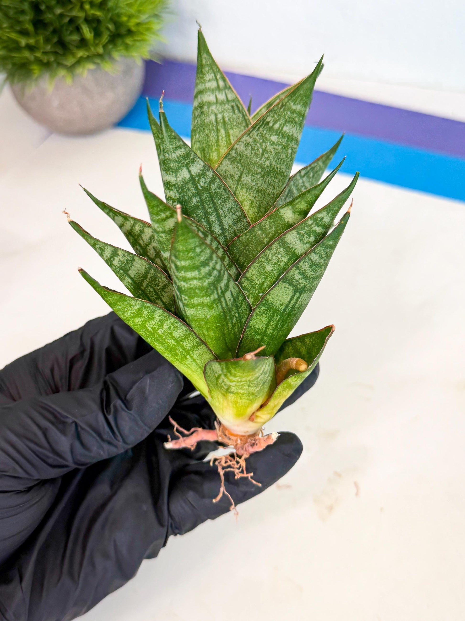 Sansevieria Dragon Scale (ca3) (b) | Rare Imported