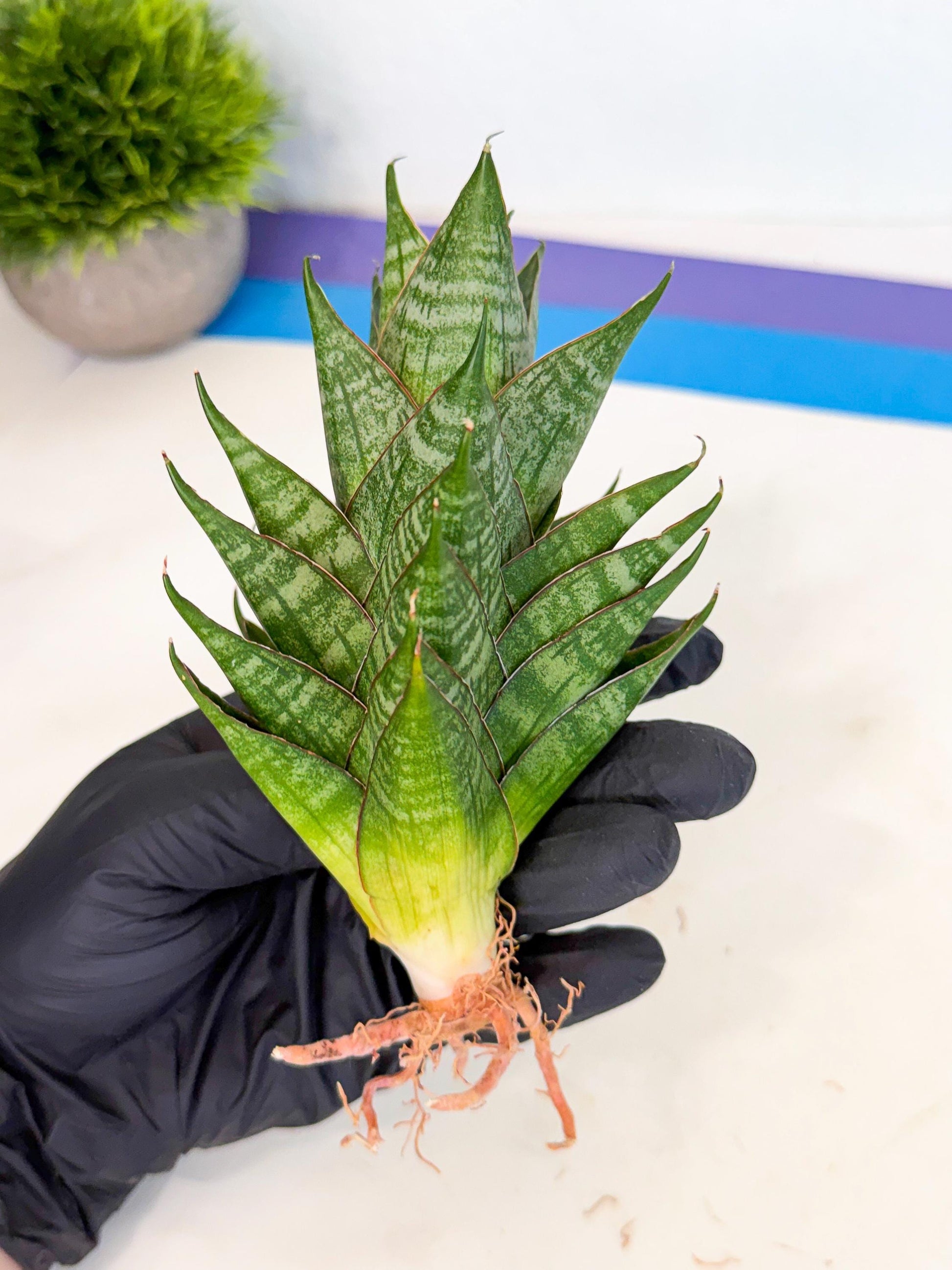 Sansevieria Dragon Scale (ca3) (y) | Rare Imported