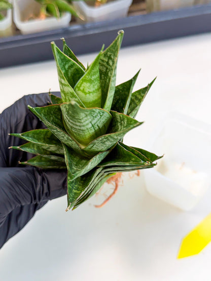 Sansevieria Dragon Scale (ca3) (y) | Rare Imported
