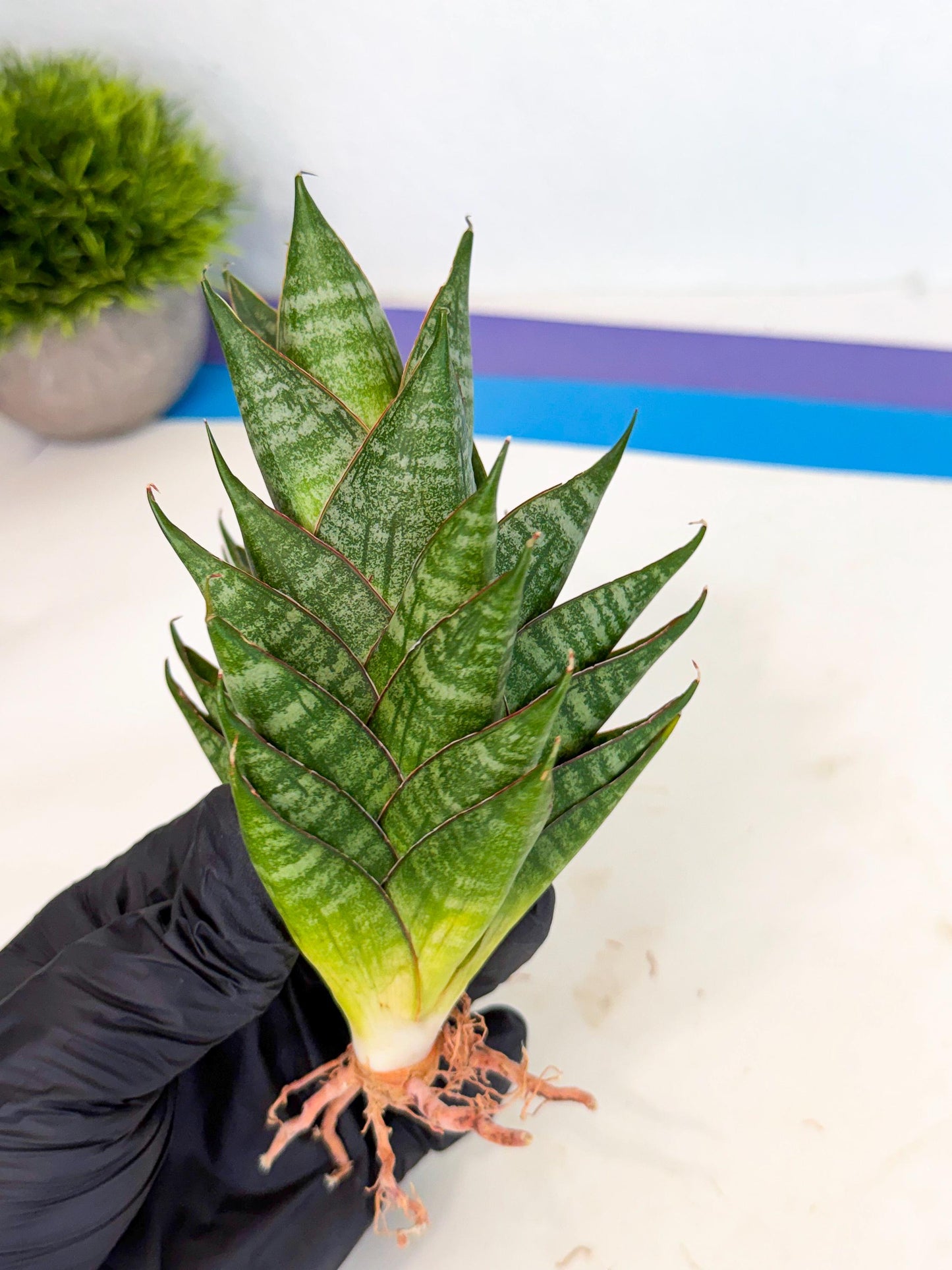 Sansevieria Dragon Scale (ca3) (y) | Rare Imported