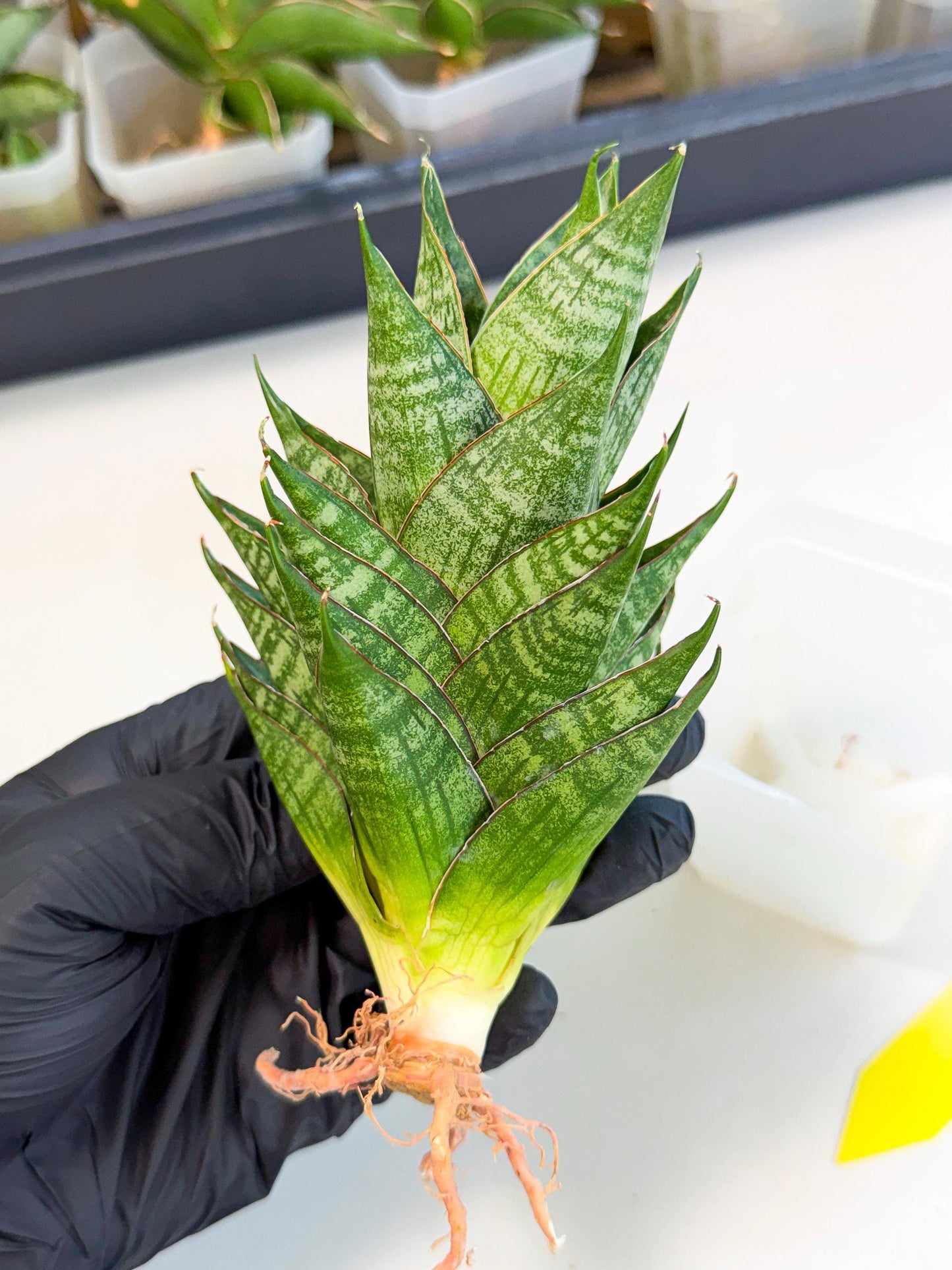 Sansevieria Dragon Scale (ca3) (y) | Rare Imported