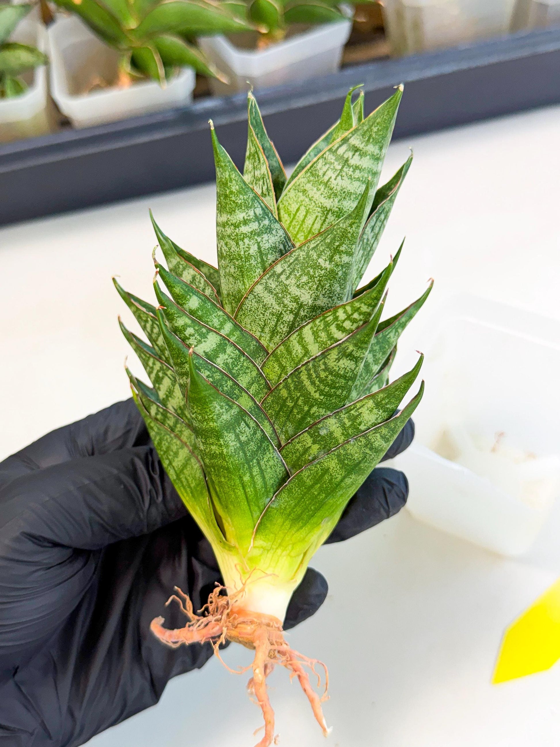 Sansevieria Dragon Scale (ca3) (y) | Rare Imported