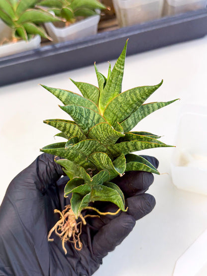 Sansevieria Sindoro (ca3) (1) | Imported House Plants