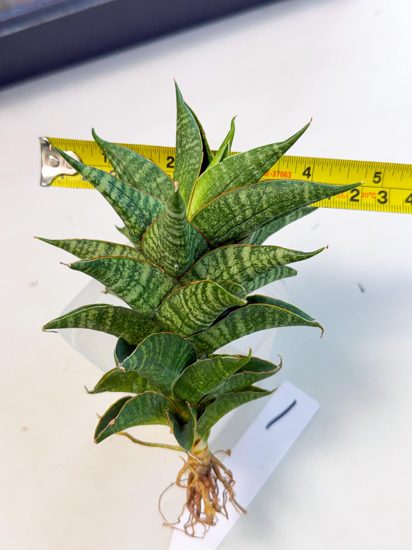 Sansevieria Sindoro (ca3) (1) | Imported House Plants