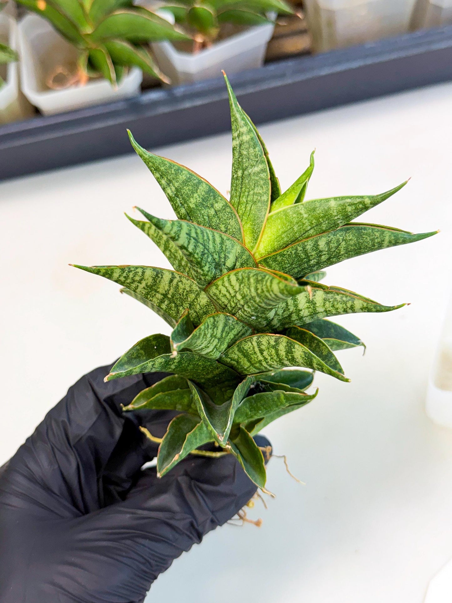 Sansevieria Sindoro (ca3) (1) | Imported House Plants