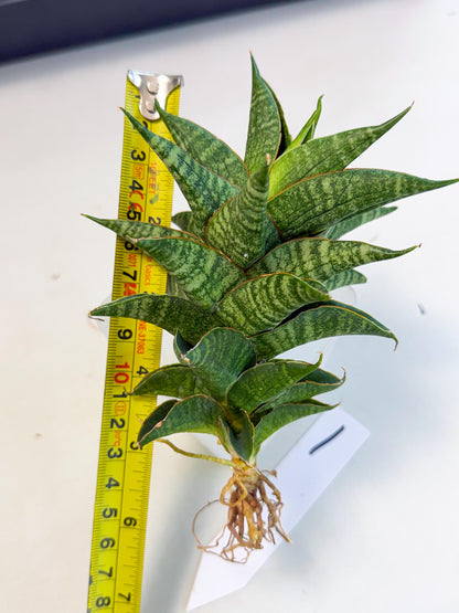 Sansevieria Sindoro (ca3) (1) | Imported House Plants