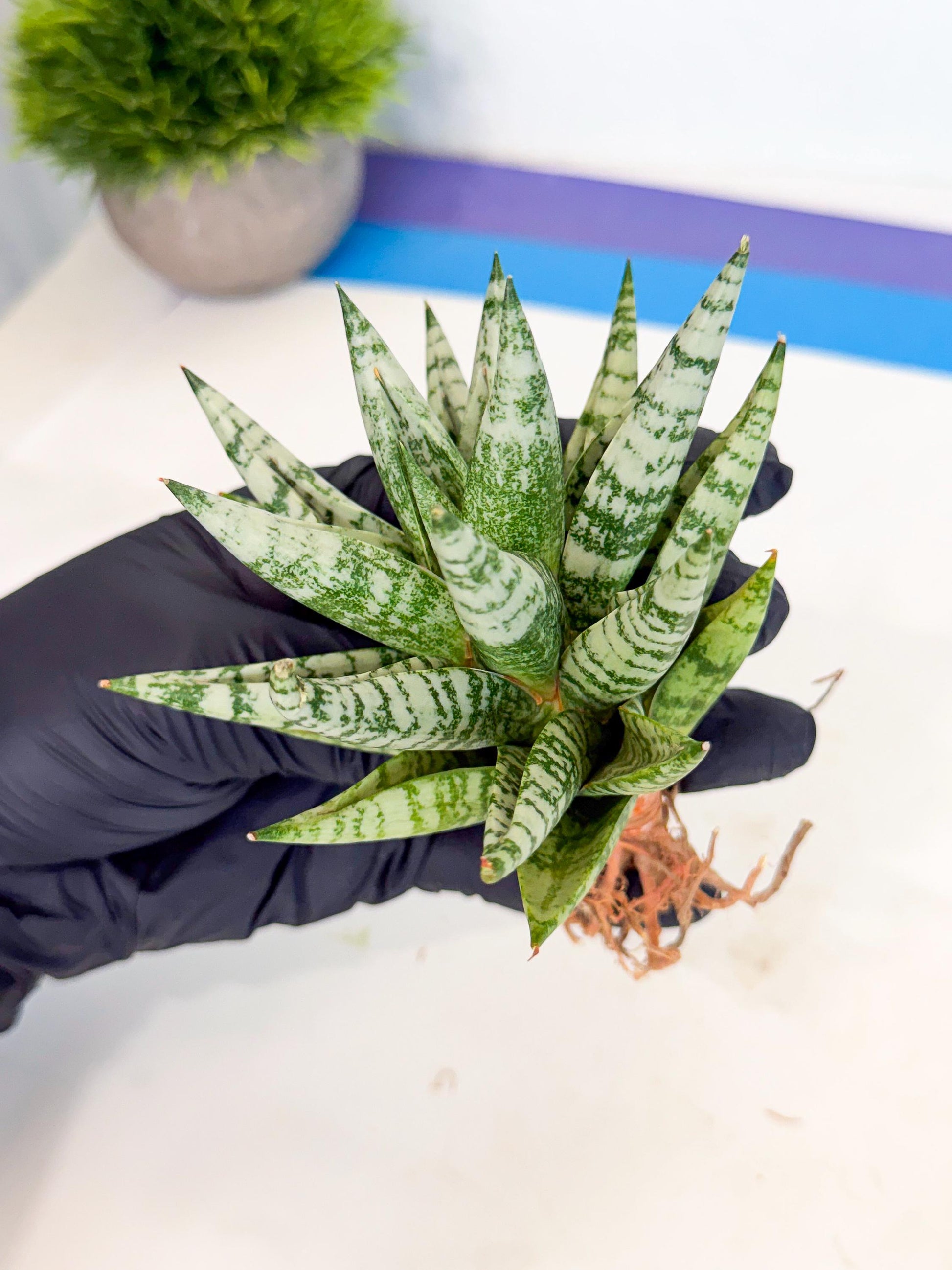 Sansevieria Zebra (ca3) (2) | Imported House Plants