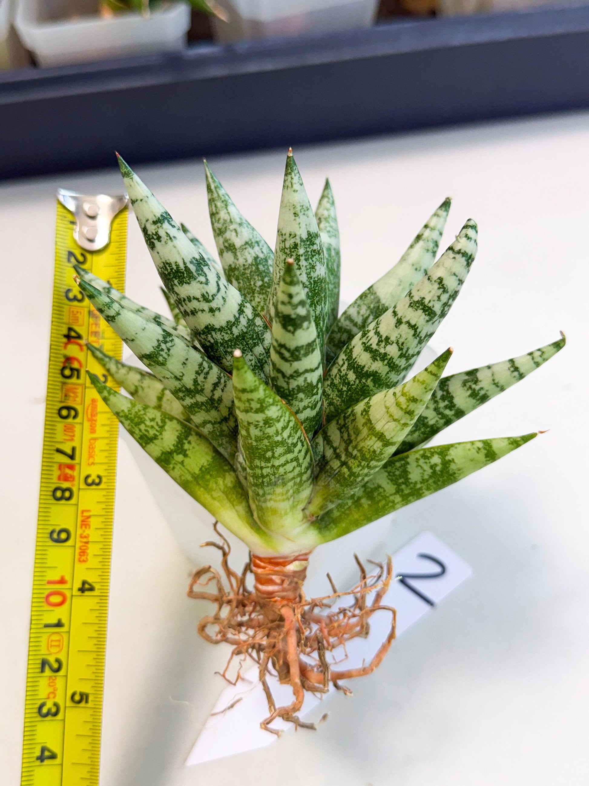 Sansevieria Zebra (ca3) (2) | Imported House Plants