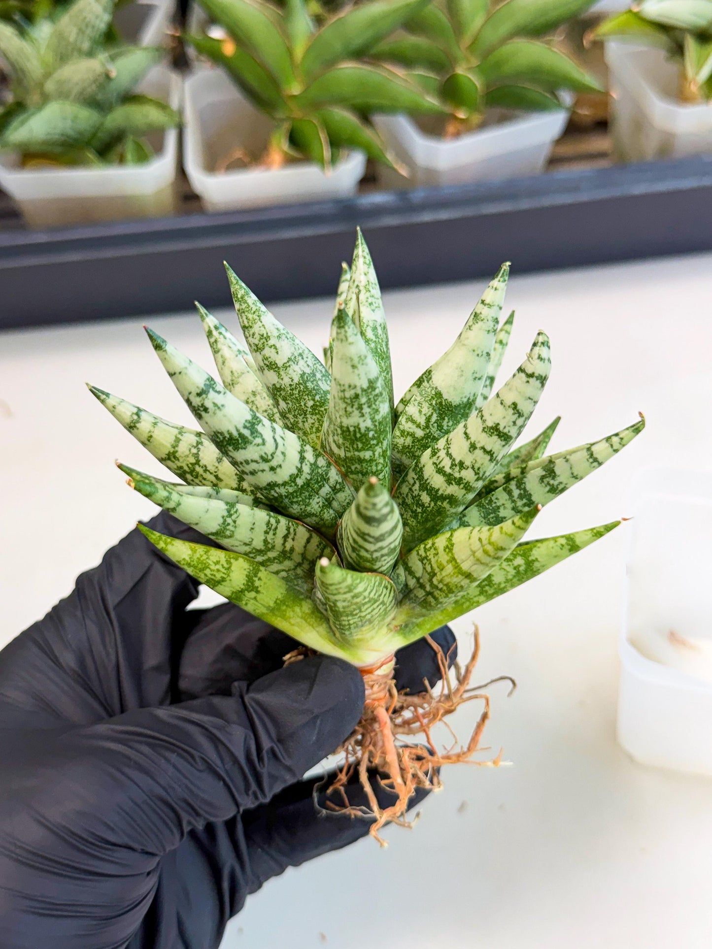 Sansevieria Zebra (ca3) (2) | Imported House Plants