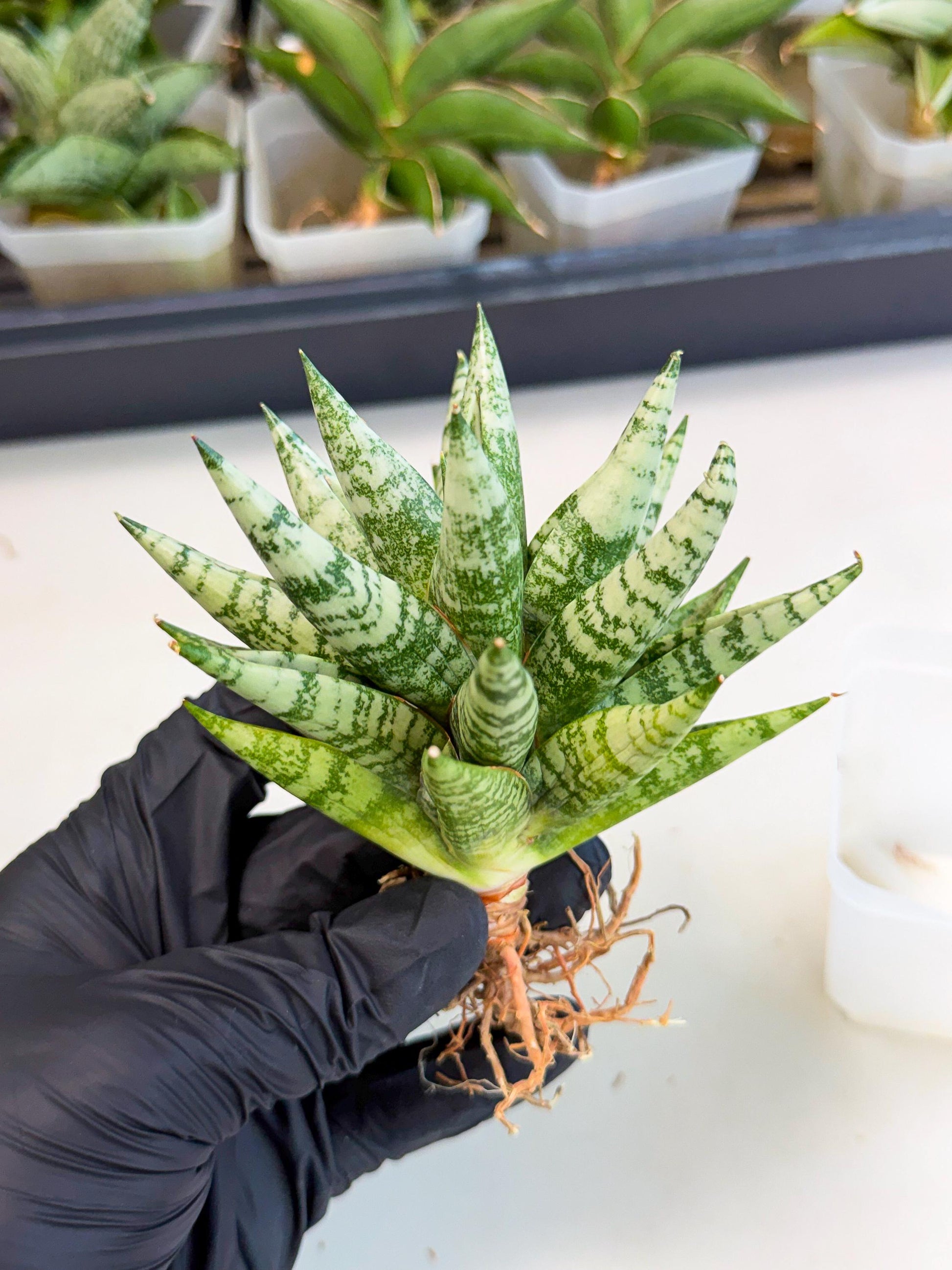Sansevieria Zebra (ca3) (2) | Imported House Plants