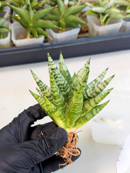 Sansevieria Zebra (ca3) (2) | Imported House Plants