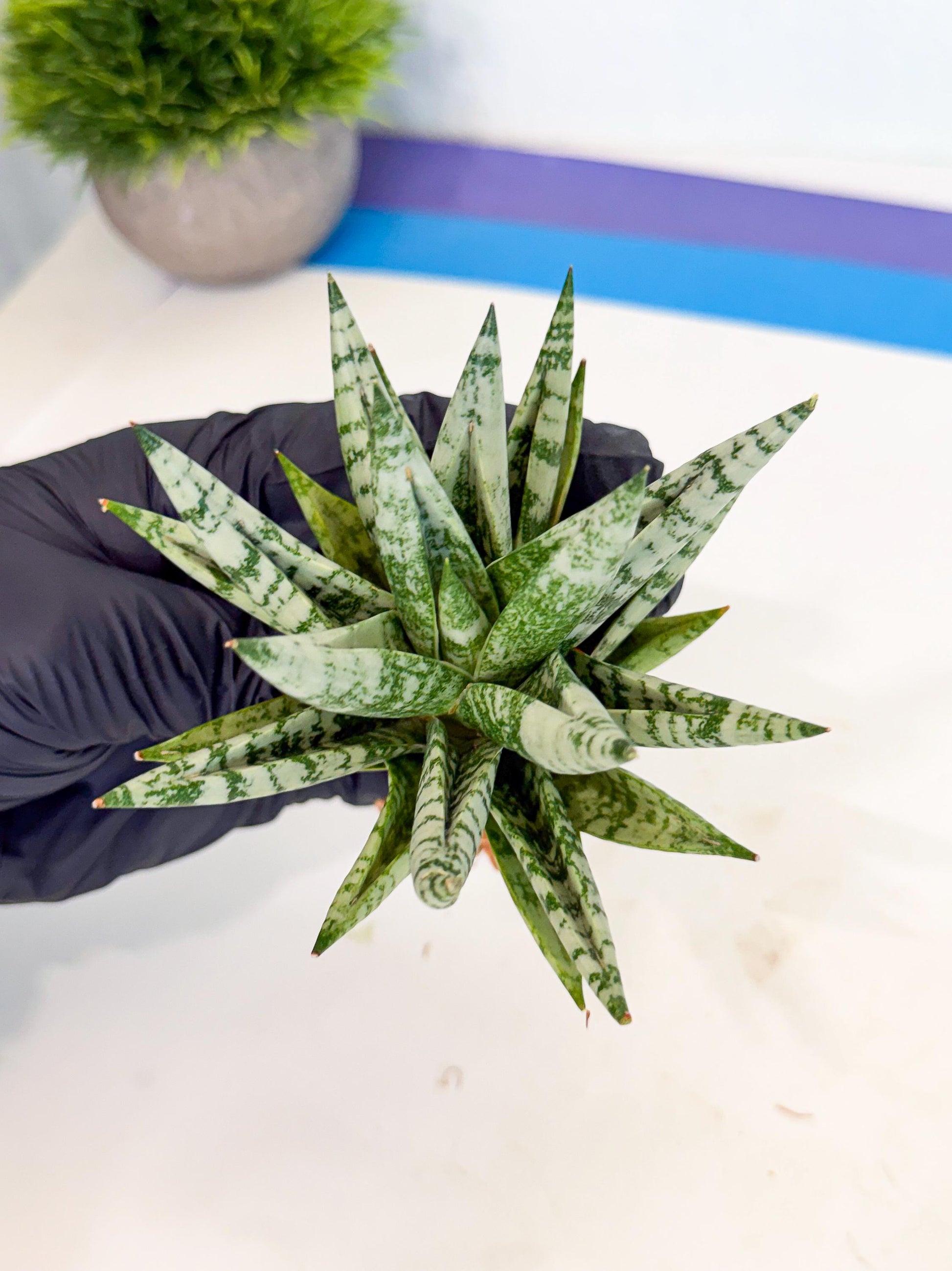 Sansevieria Zebra (ca3) (2) | Imported House Plants