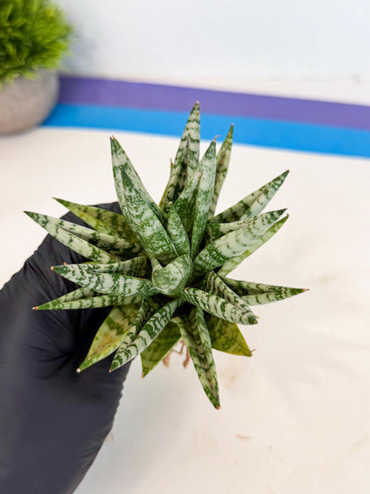 Sansevieria Zebra (ca3) (3) | Imported House Plants