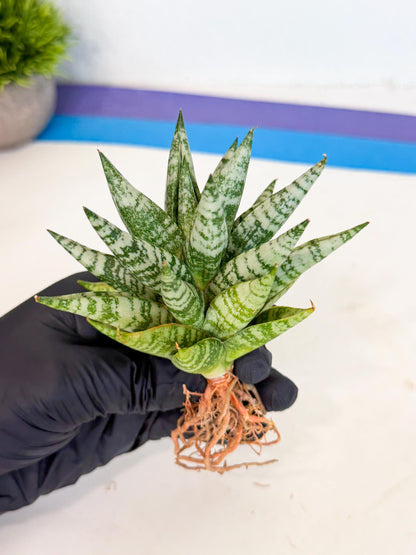 Sansevieria Zebra (ca3) (3) | Imported House Plants