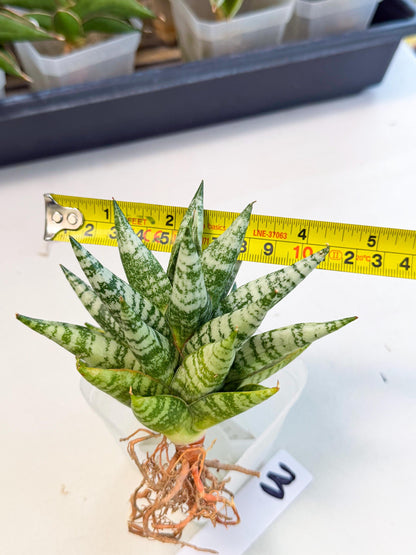 Sansevieria Zebra (ca3) (3) | Imported House Plants