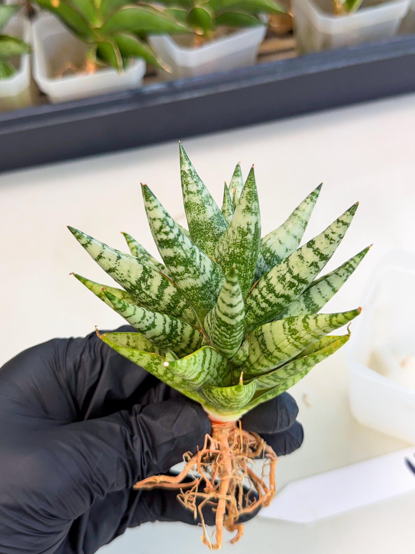 Sansevieria Zebra (ca3) (3) | Imported House Plants