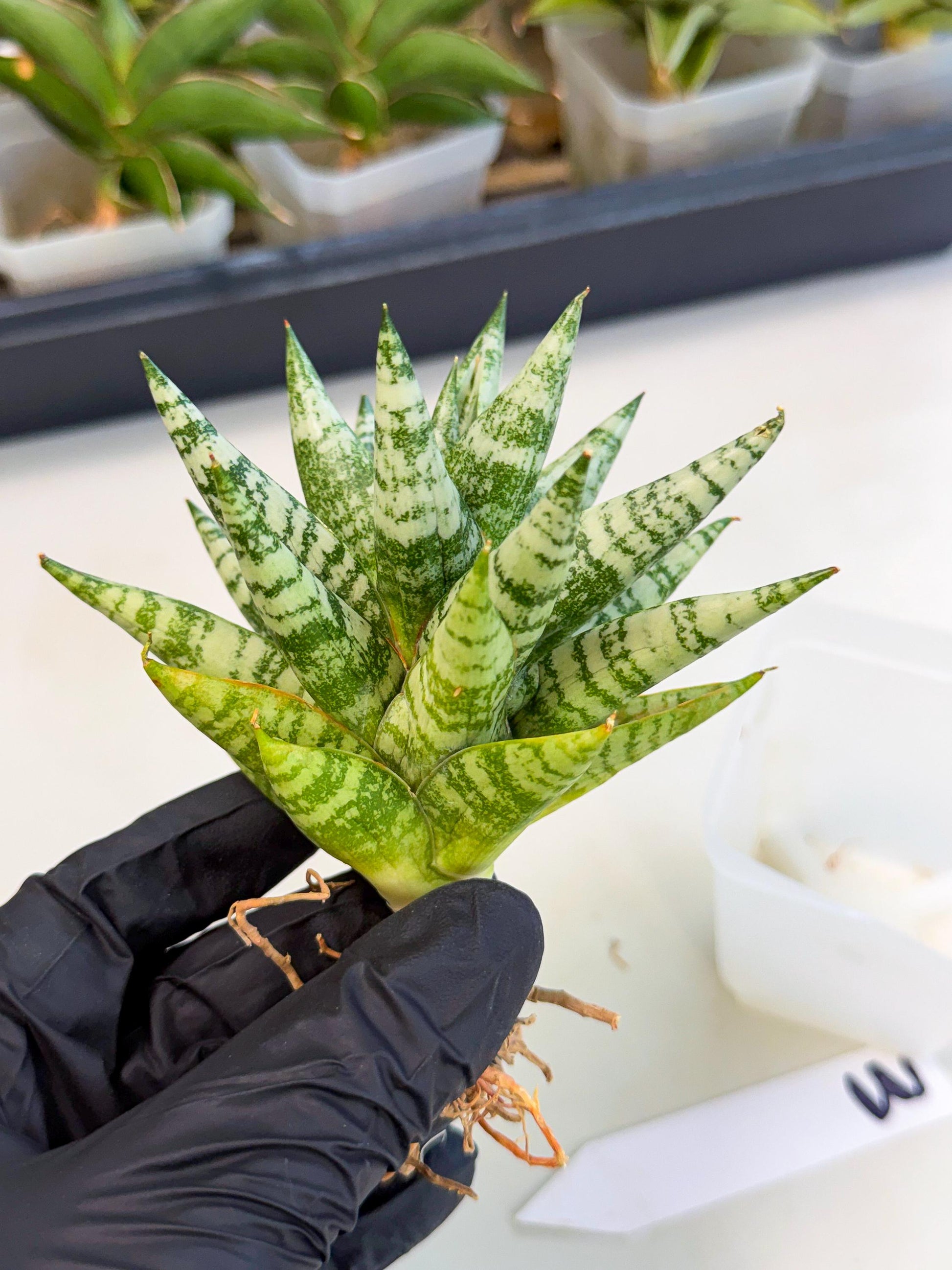 Sansevieria Zebra (ca3) (3) | Imported House Plants