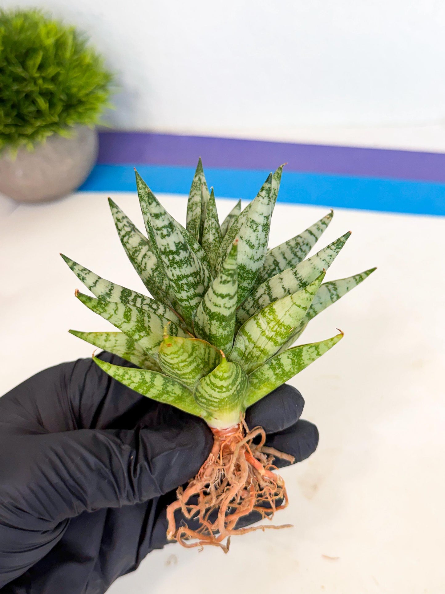 Sansevieria Zebra (ca3) (3) | Imported House Plants