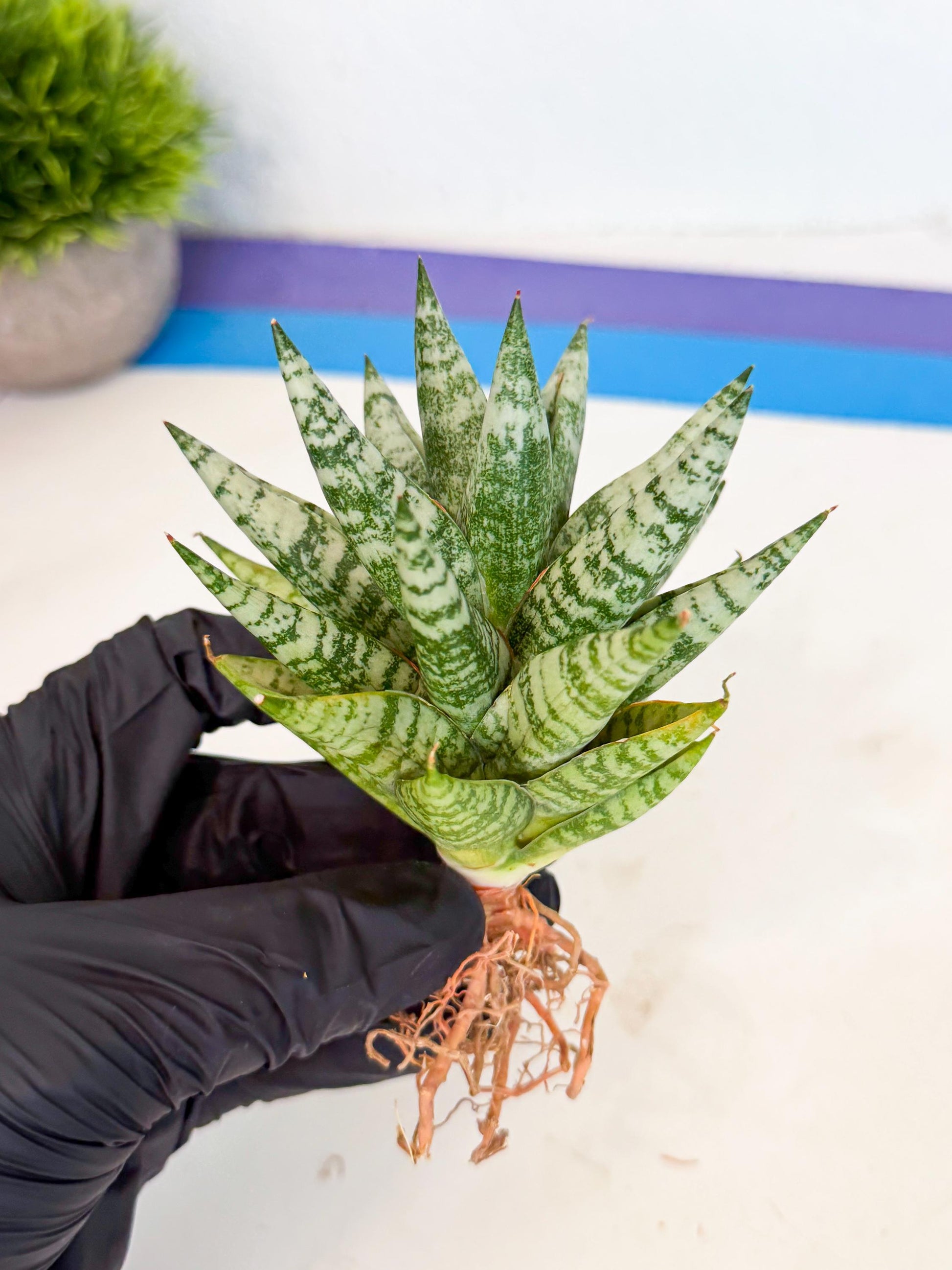 Sansevieria Zebra (ca3) (3) | Imported House Plants