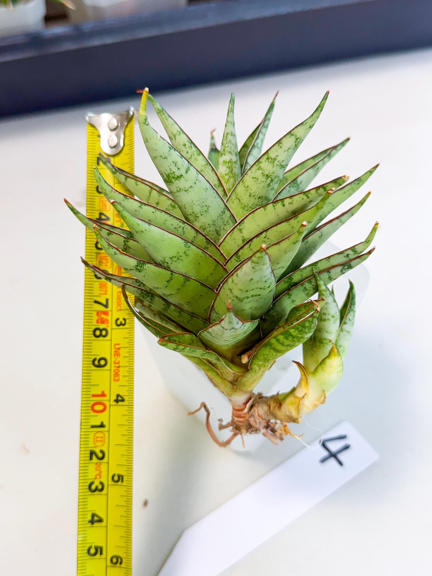Sansevieria Dararai (Ca3) (4) | Imported Sansevieria