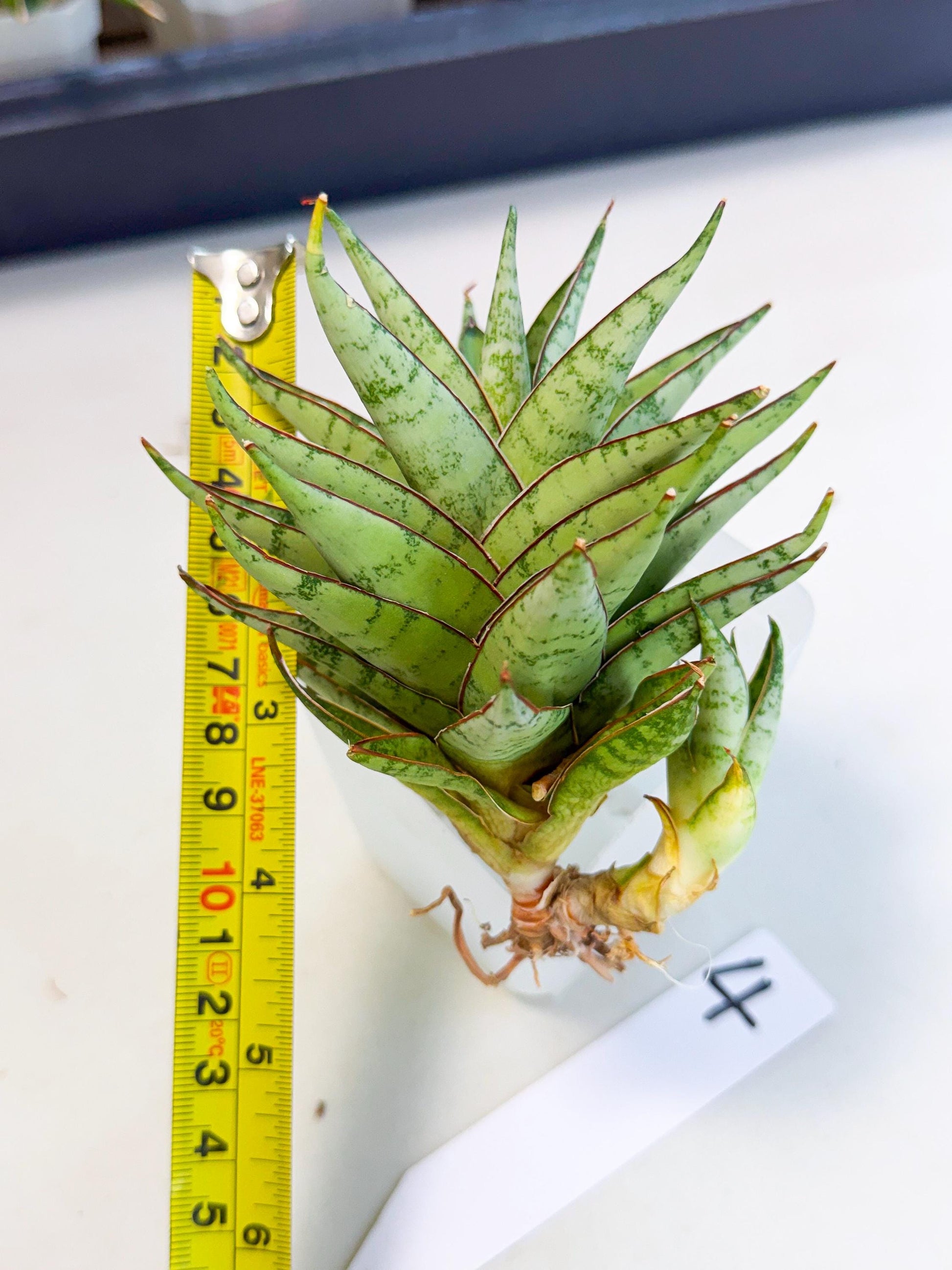 Sansevieria Dararai (Ca3) (4) | Imported Sansevieria