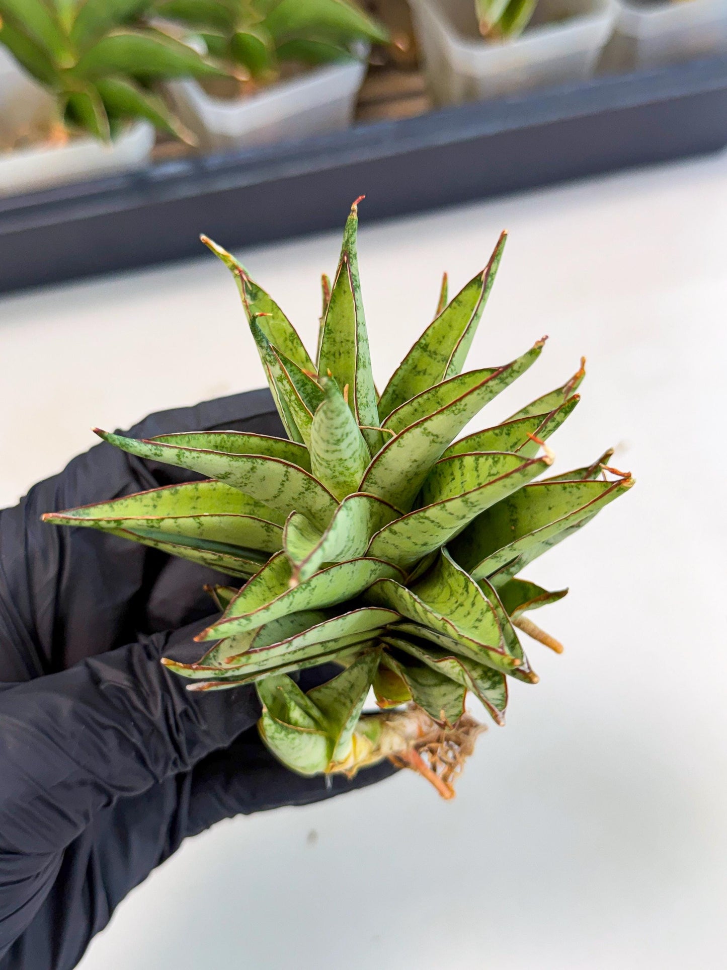 Sansevieria Dararai (Ca3) (4) | Imported Sansevieria