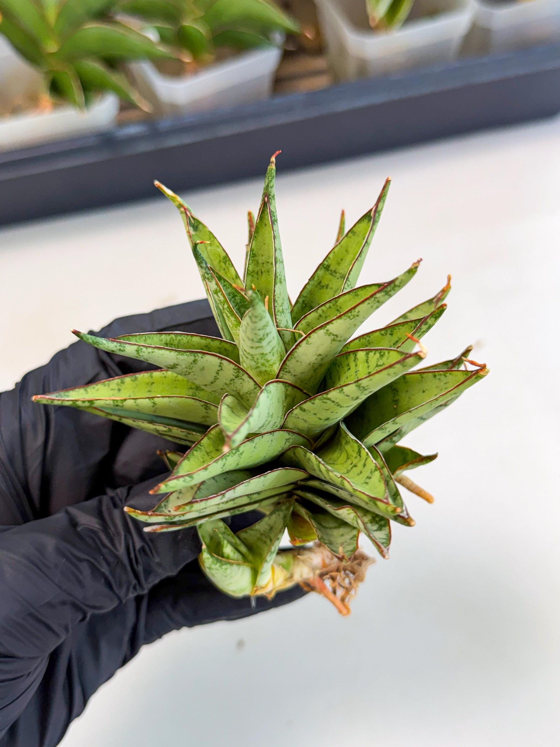 Sansevieria Dararai (Ca3) (4) | Imported Sansevieria